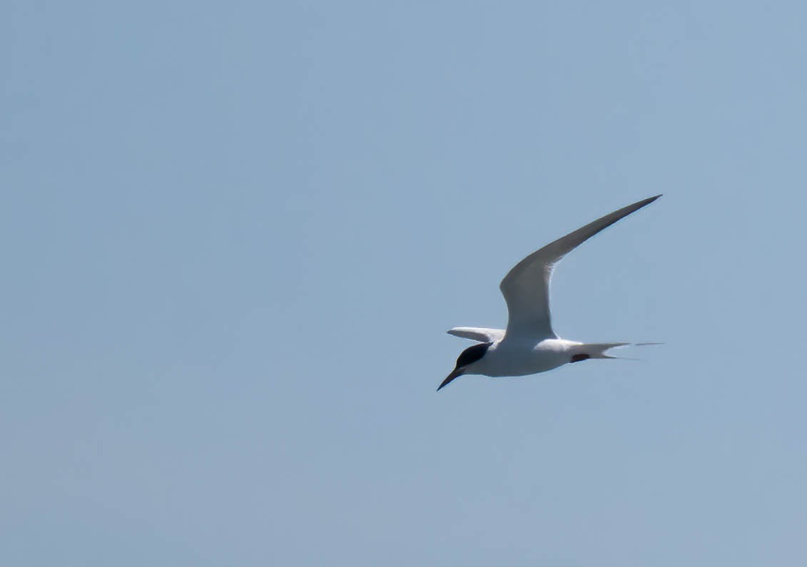 Forster's Tern - ML659063026