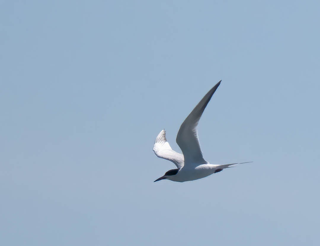 Forster's Tern - ML659063043