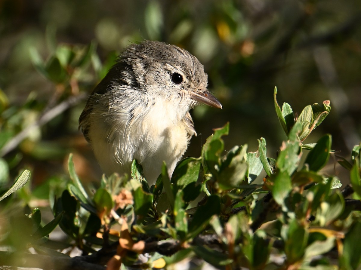 Bell's Vireo - ML659064633