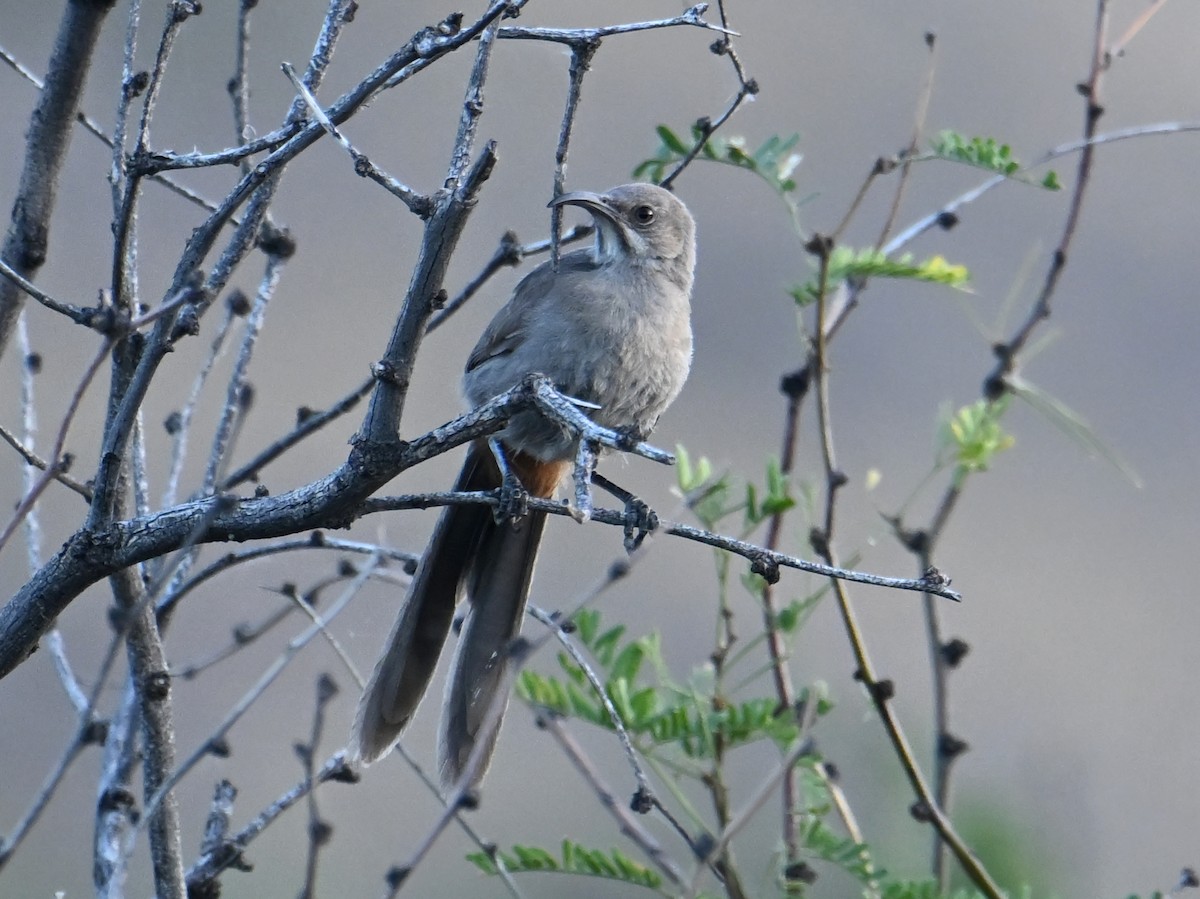 Crissal Thrasher - ML659064650