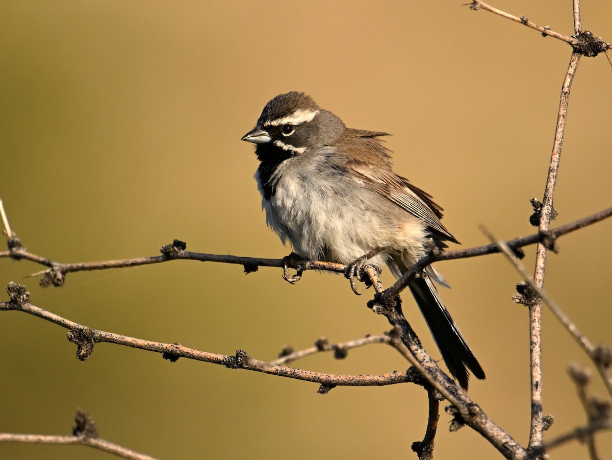 Black-throated Sparrow - ML659064660