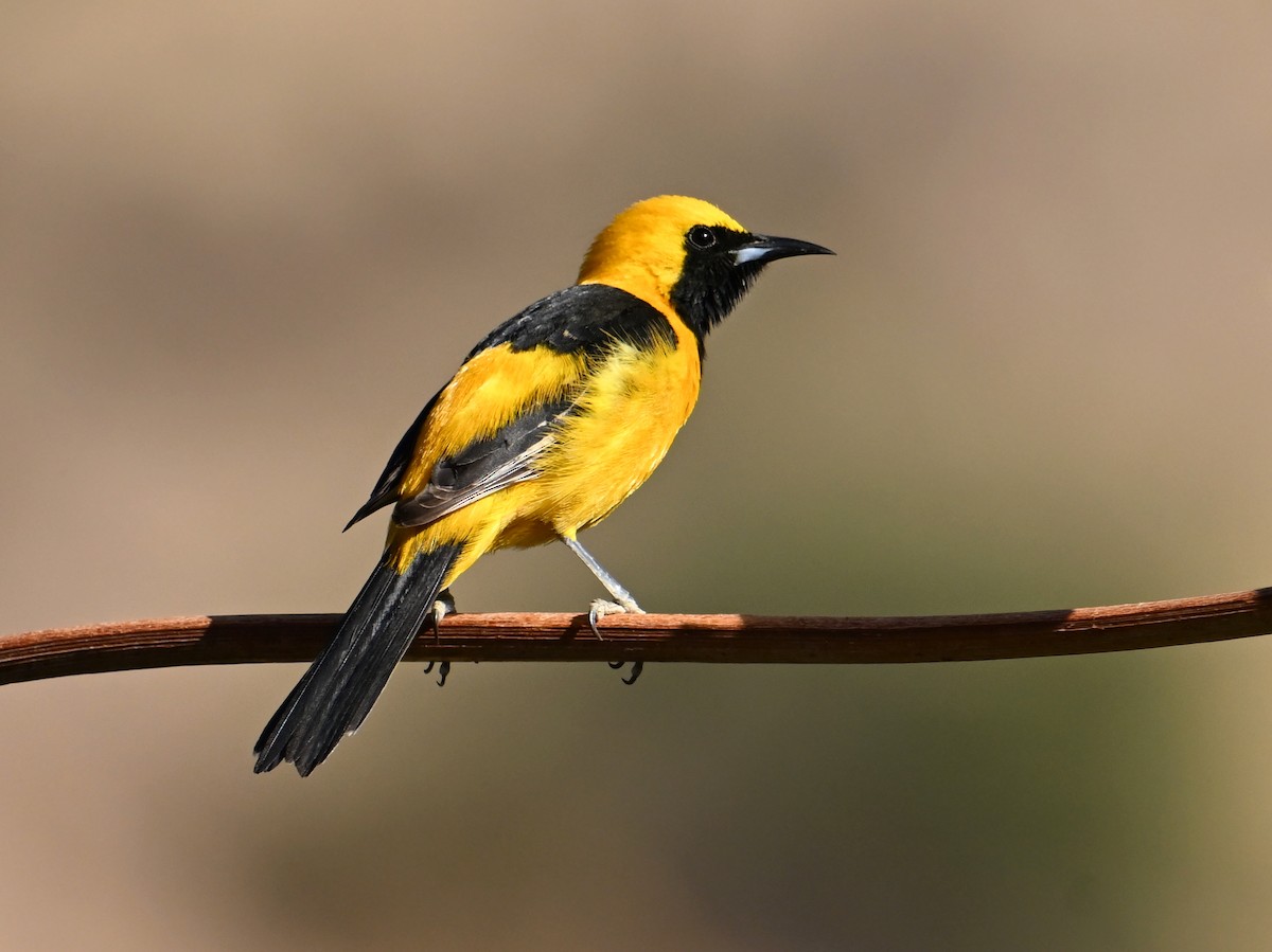 Hooded Oriole - ML659064671