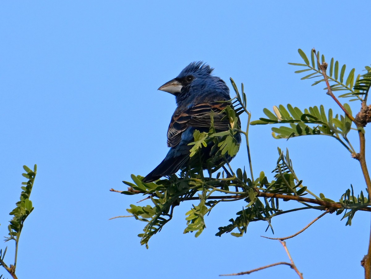 Blue Grosbeak - ML659064679