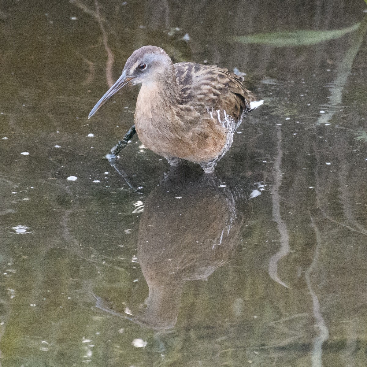 King/Clapper Rail - ML65906541