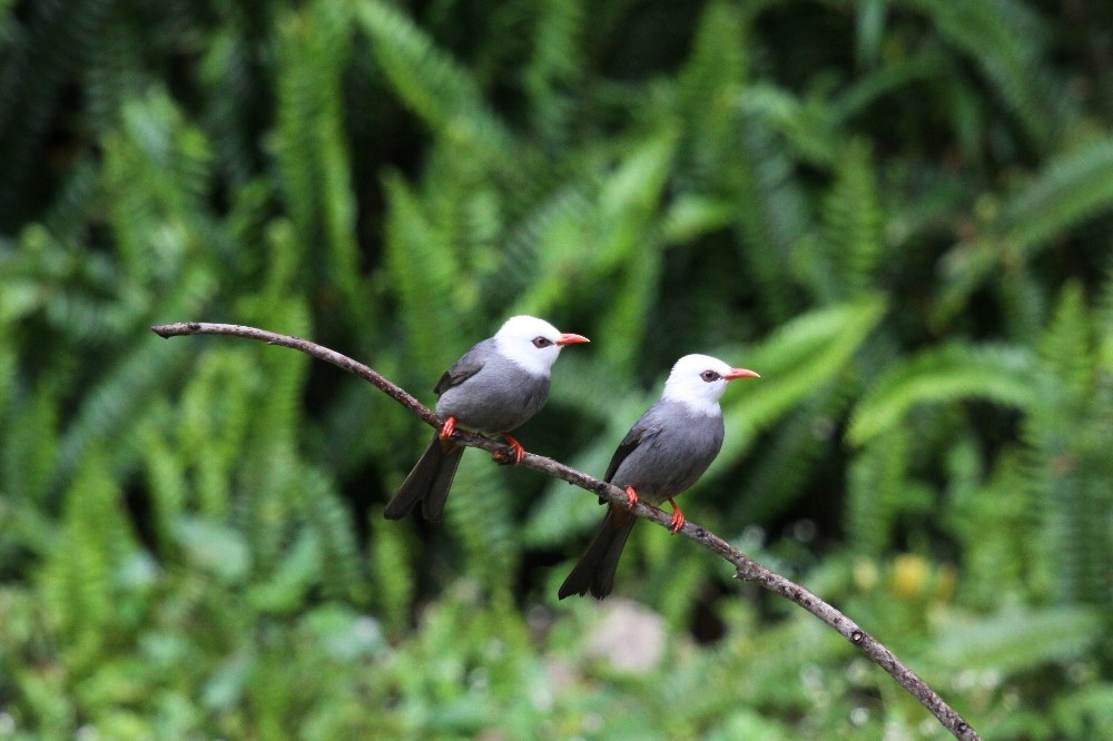 White-headed Bulbul - ML65906651