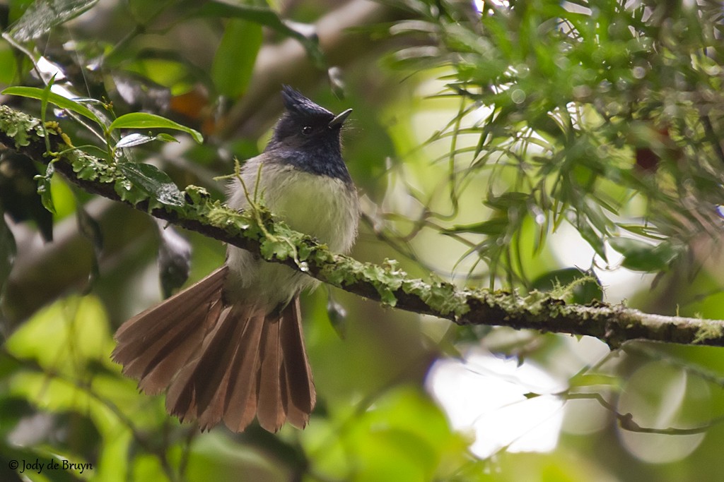 African Crested Flycatcher - ML659066662