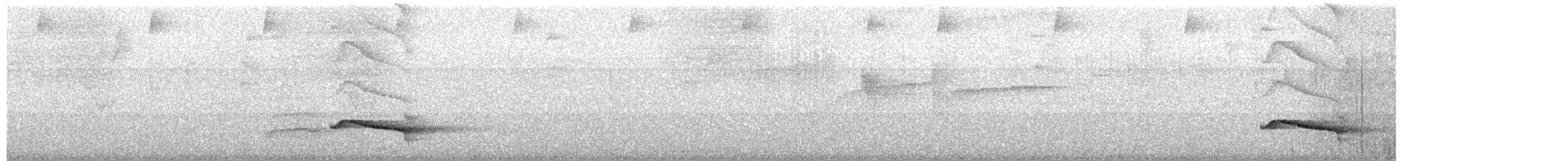 Perlmanteltapaculo - ML659067008