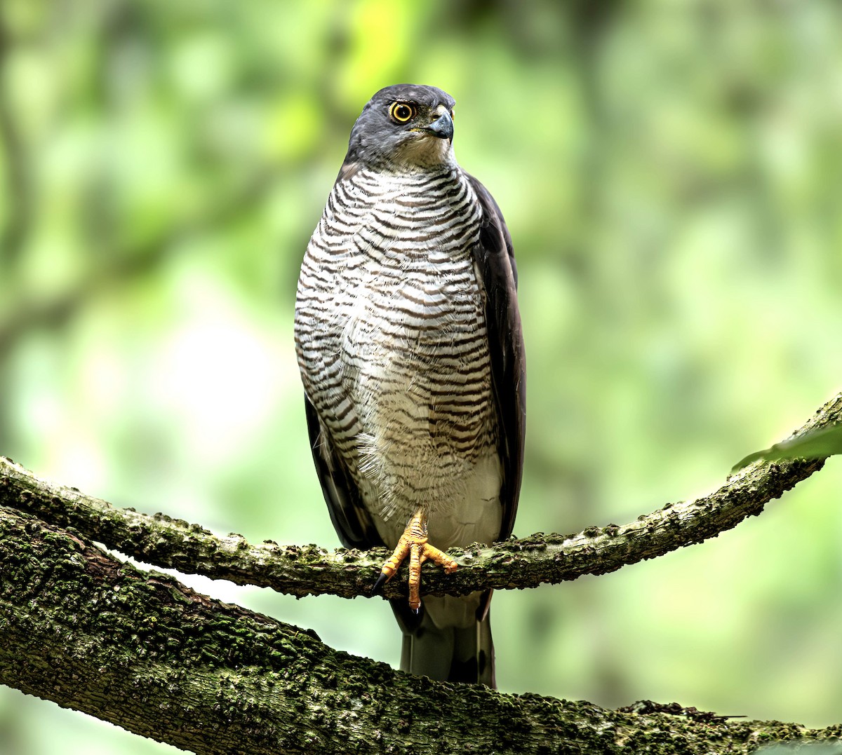 African Goshawk - ML659067213