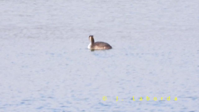 Great Crested Grebe - ML659068028