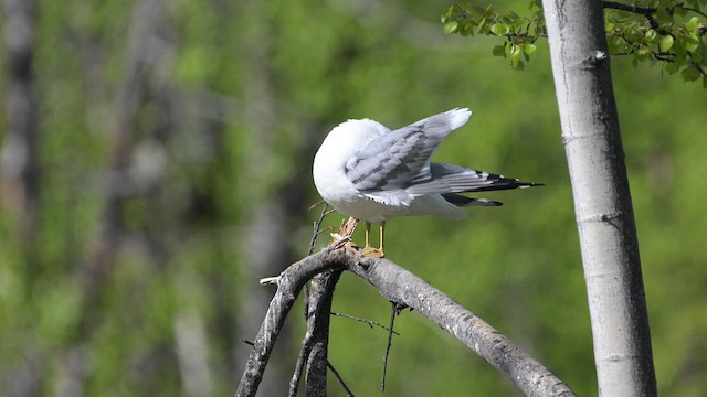 Short-billed Gull - ML659069274