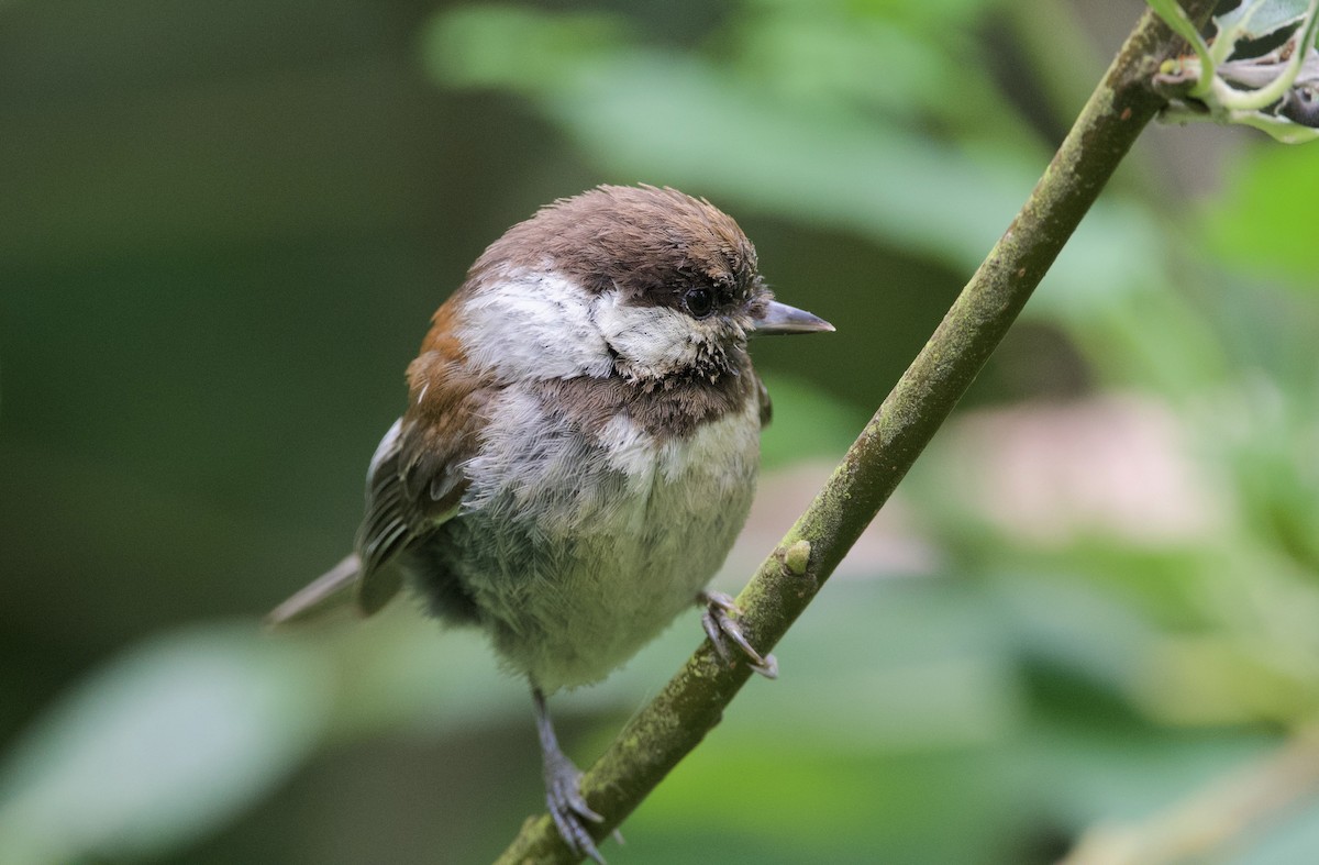 Chestnut-backed Chickadee - ML659069411