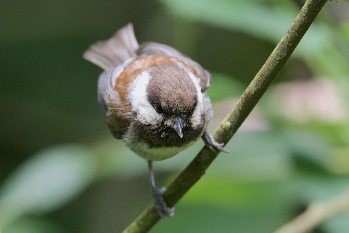 Chestnut-backed Chickadee - ML659069412