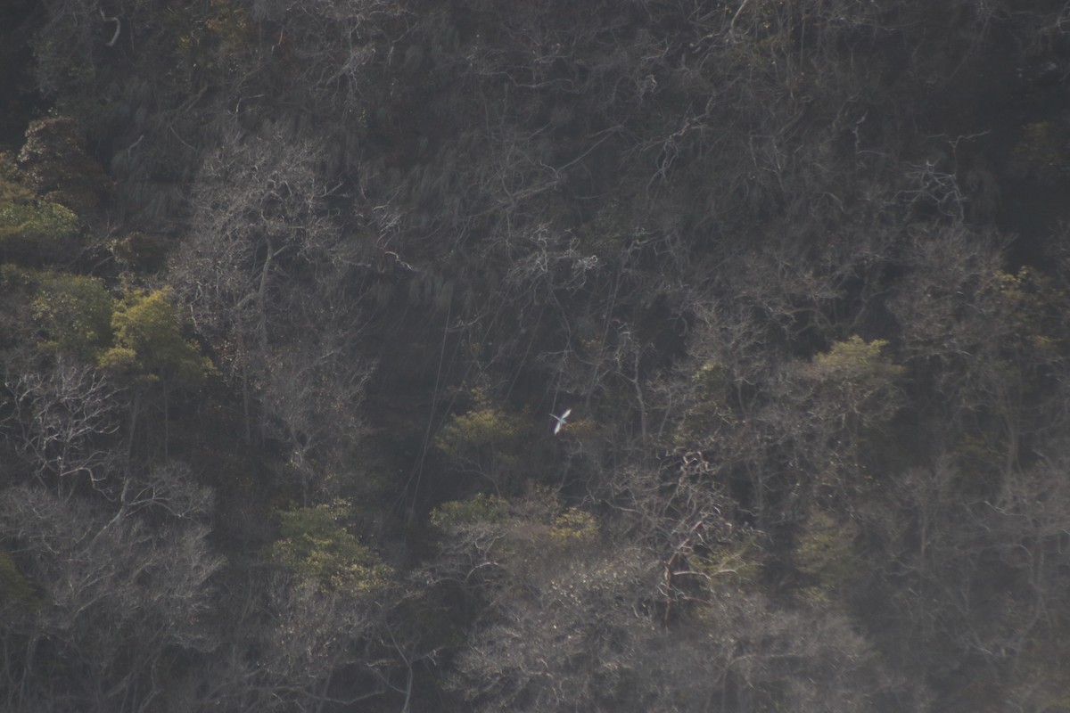 White-tailed Tropicbird - ML659069877
