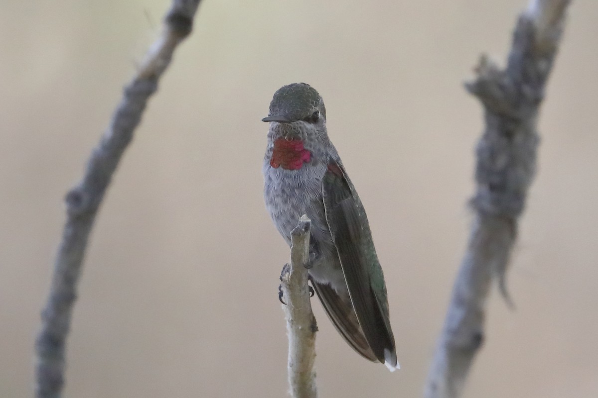 Anna's Hummingbird - ML659070992