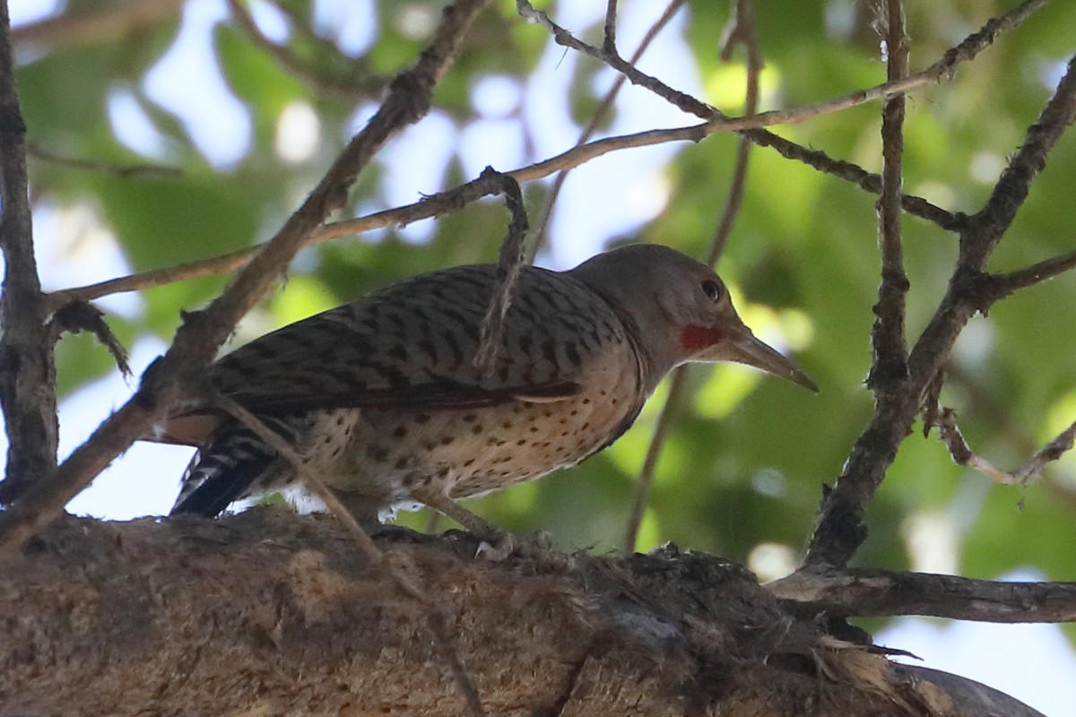 Northern Flicker - ML659071040