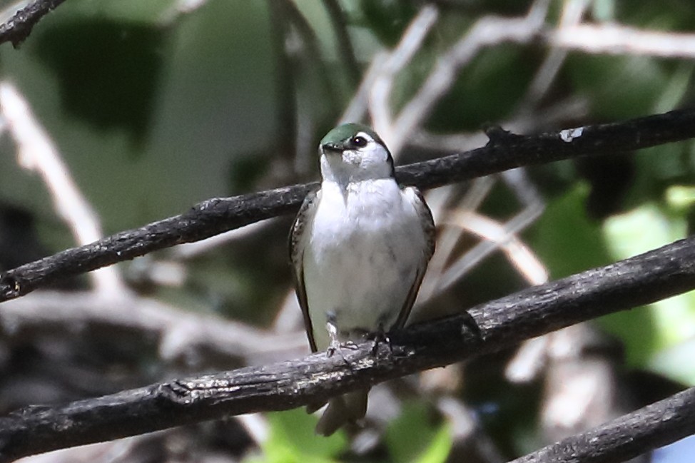 Violet-green Swallow - ML659071060