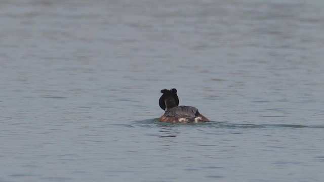 Great Crested Grebe - ML659071065