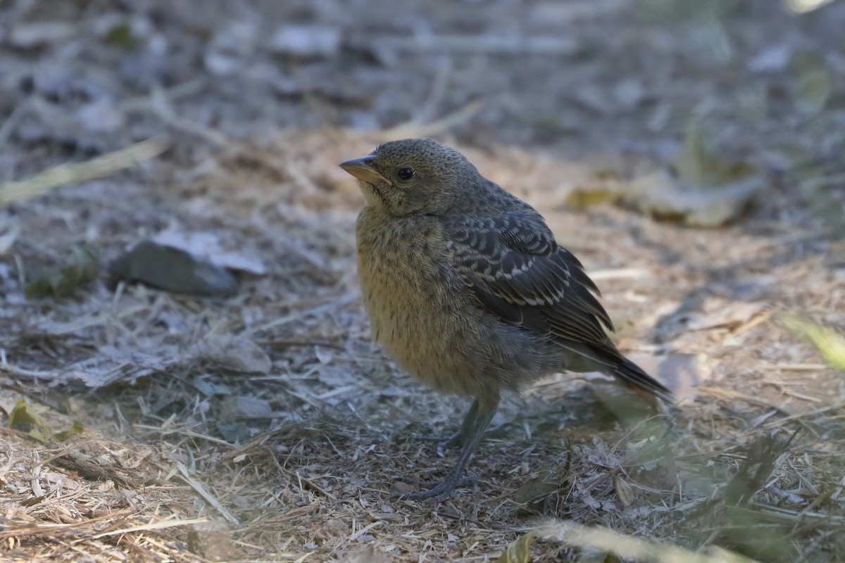 Brown-headed Cowbird - ML659071080