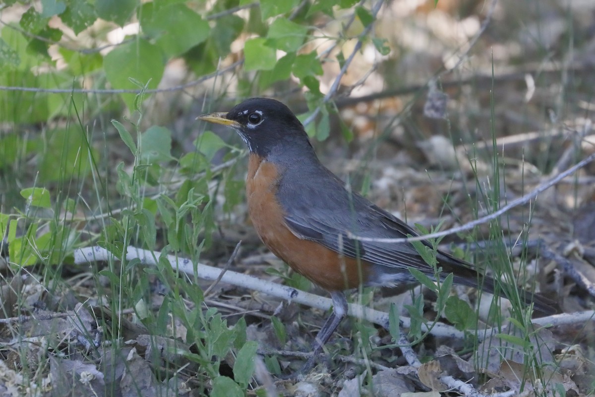 American Robin - ML659071236