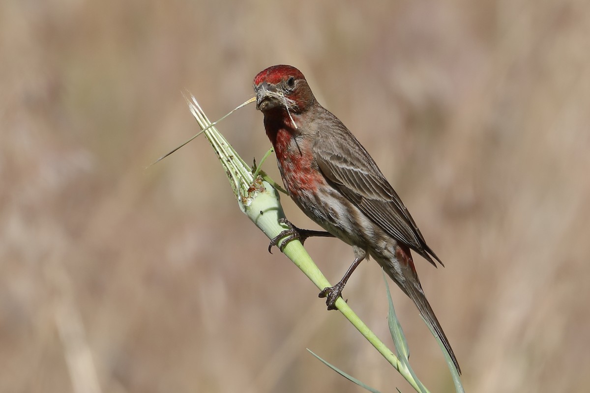 House Finch - ML659071266
