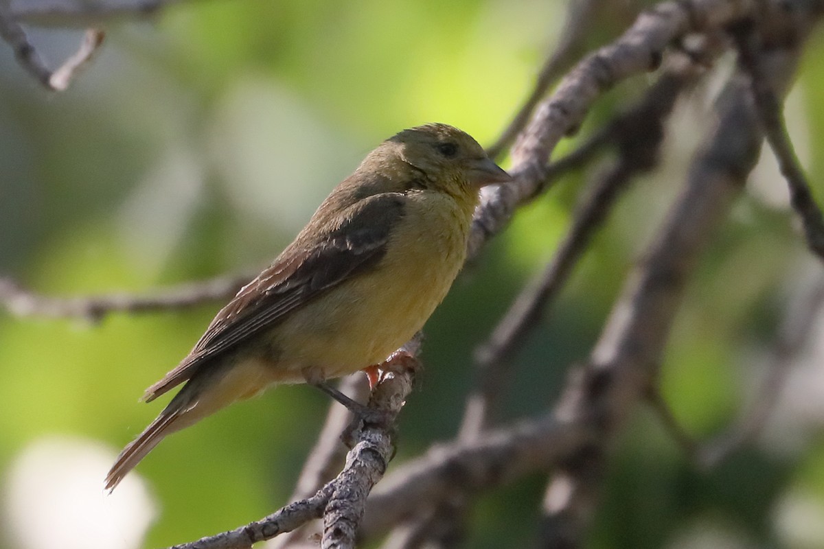 Lesser Goldfinch - ML659071283