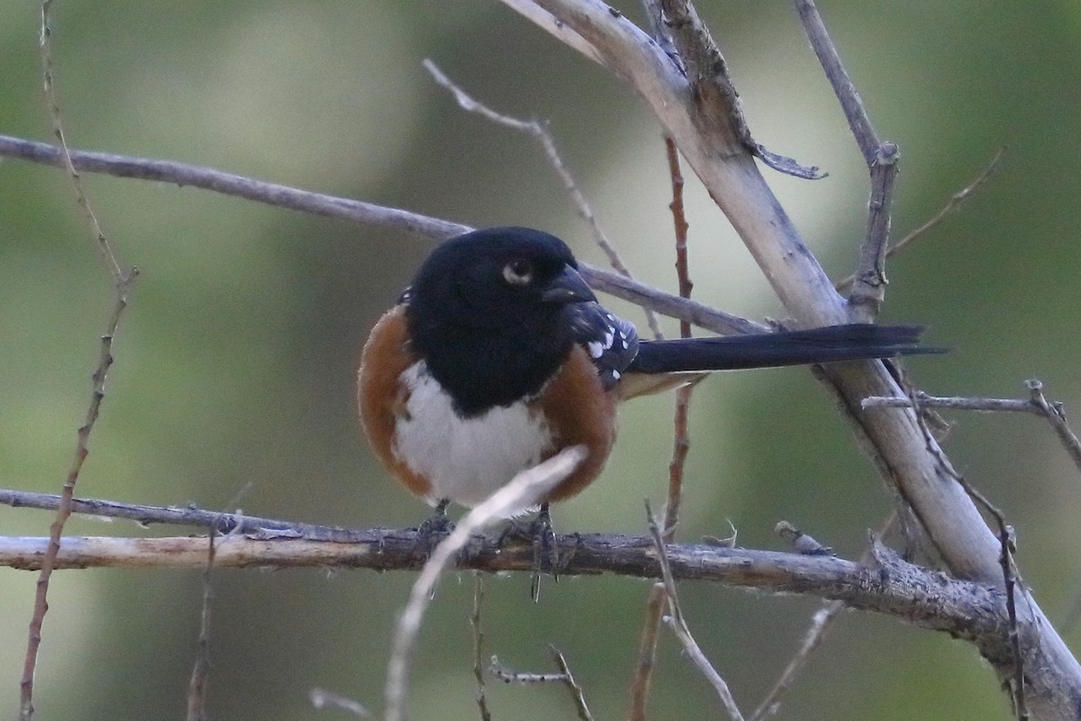 Spotted Towhee - ML659071317