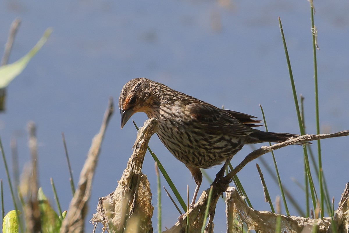 Red-winged Blackbird - ML659071344