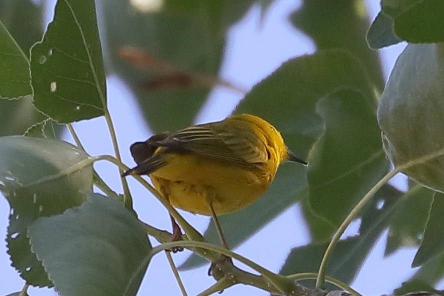Northern Yellow Warbler - ML659071362
