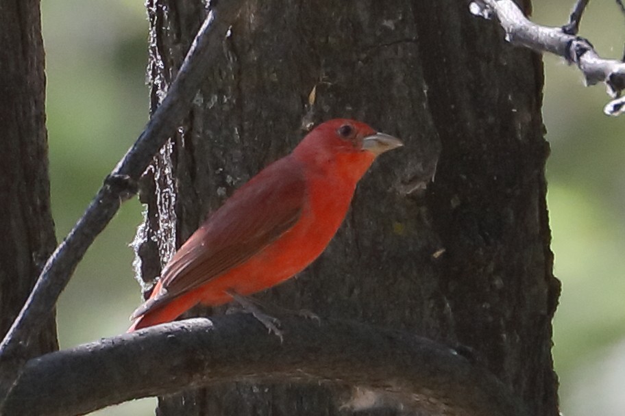 Summer Tanager - ML659071388