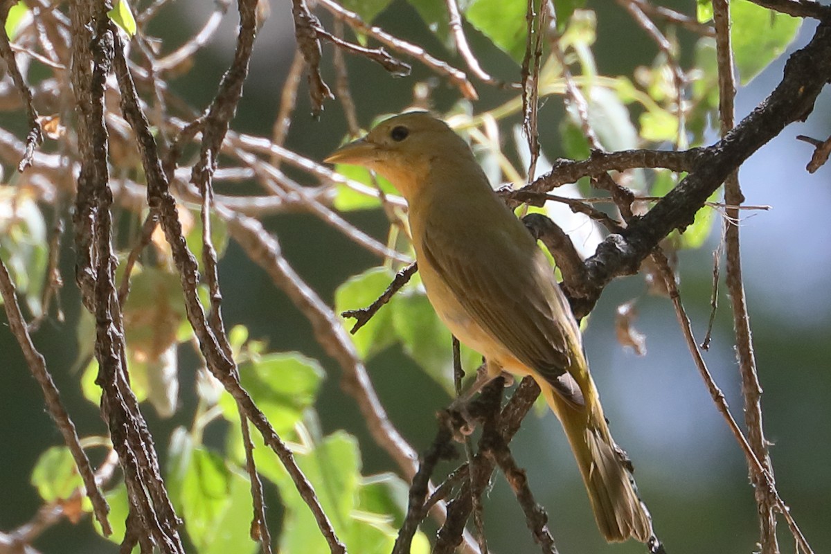 Summer Tanager - ML659071389