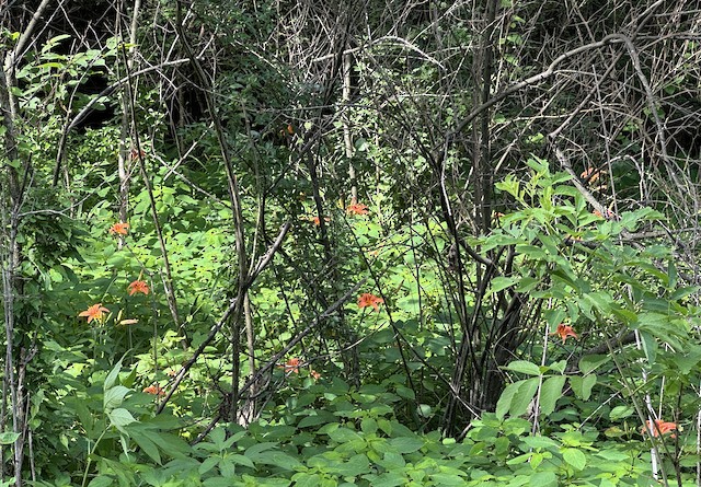 Weldon Spring CA--Blue Grosbeak Trail, St. Charles, Missouri