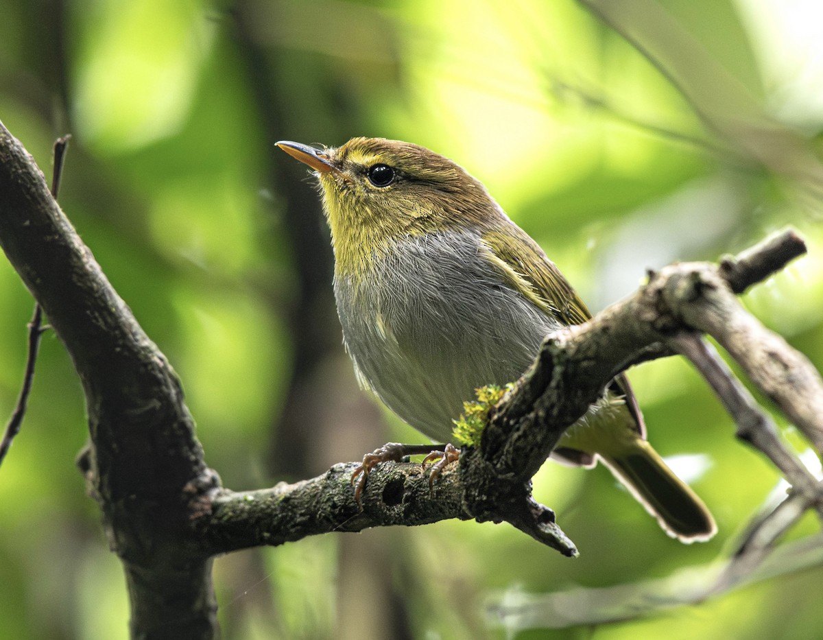 Yellow-throated Woodland-Warbler - ML659071985