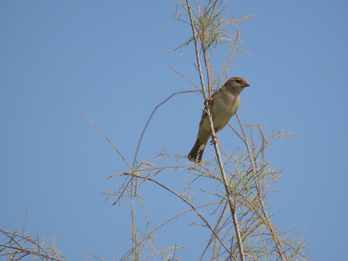 House Sparrow - ML659072050