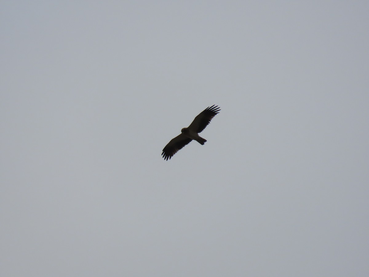 Booted Eagle - ML659072456
