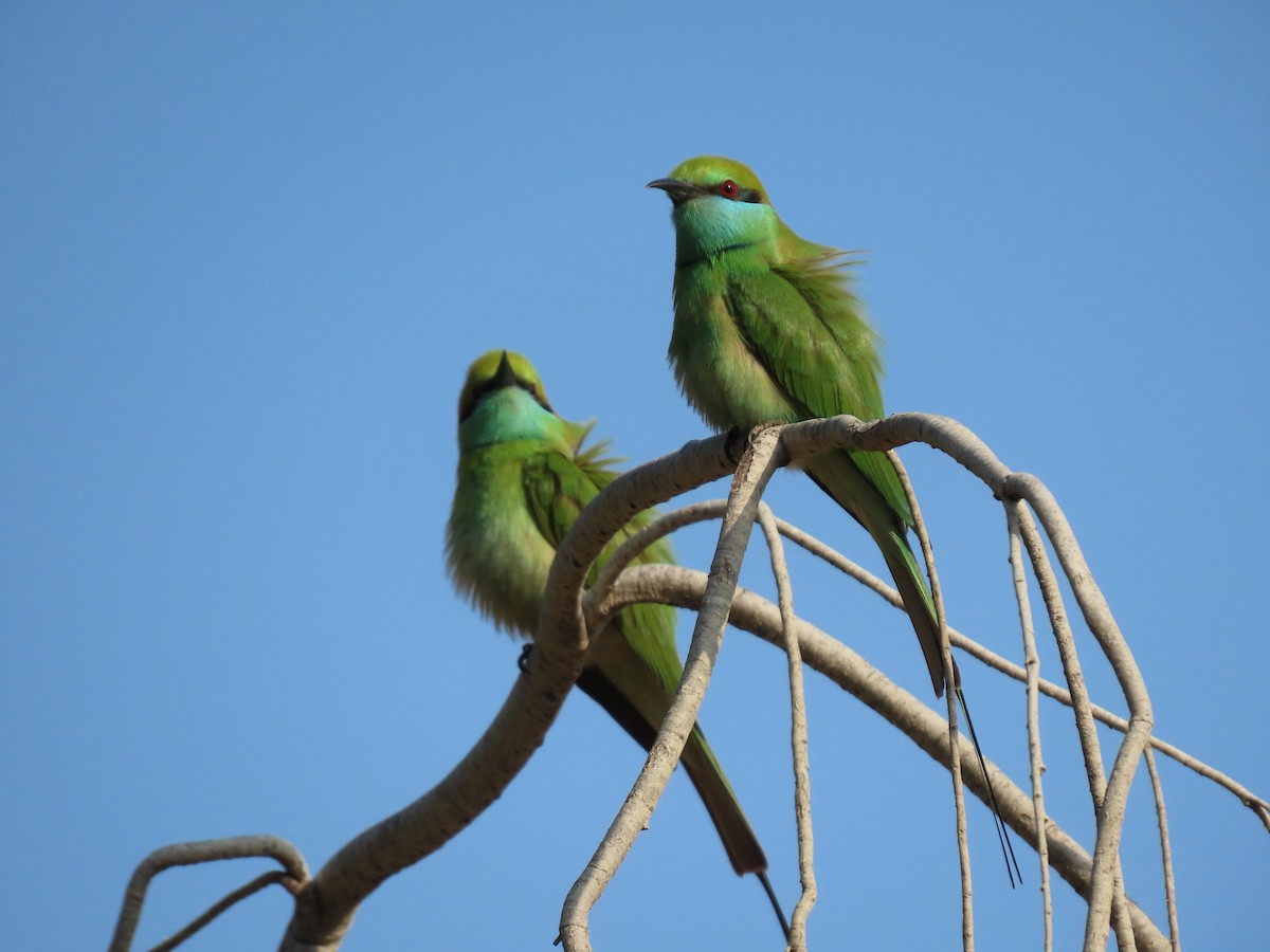 Asian Green Bee-eater - ML659072534