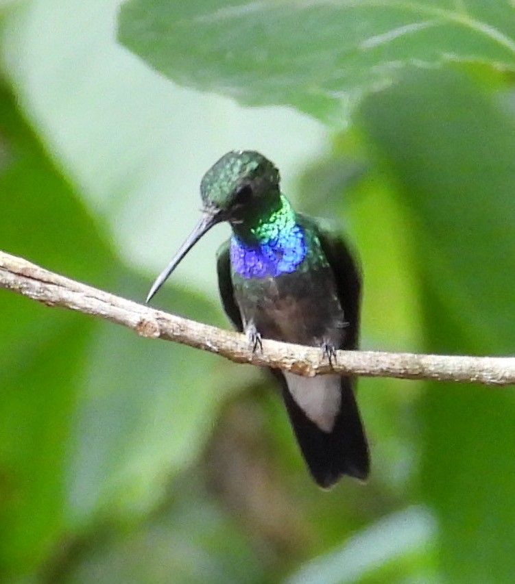 Purple-chested Hummingbird - ML659073050
