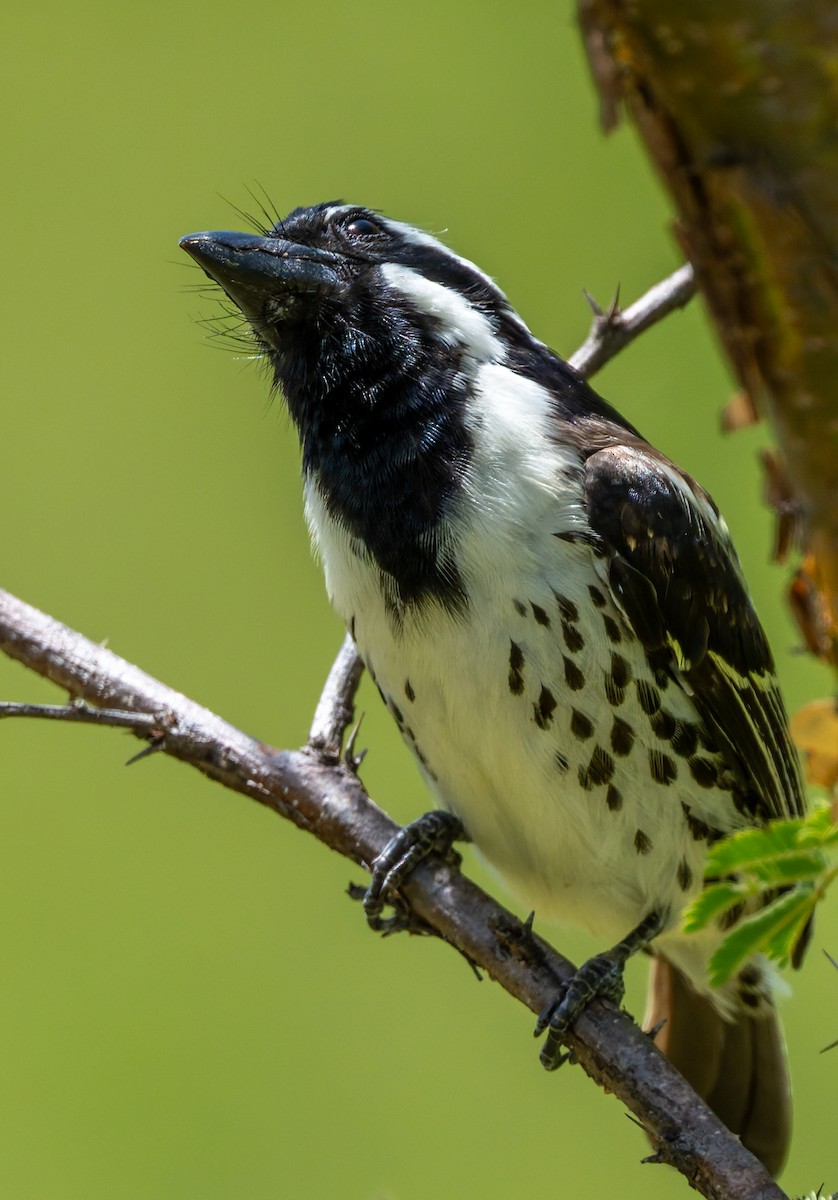 Spot-flanked Barbet - ML659073131