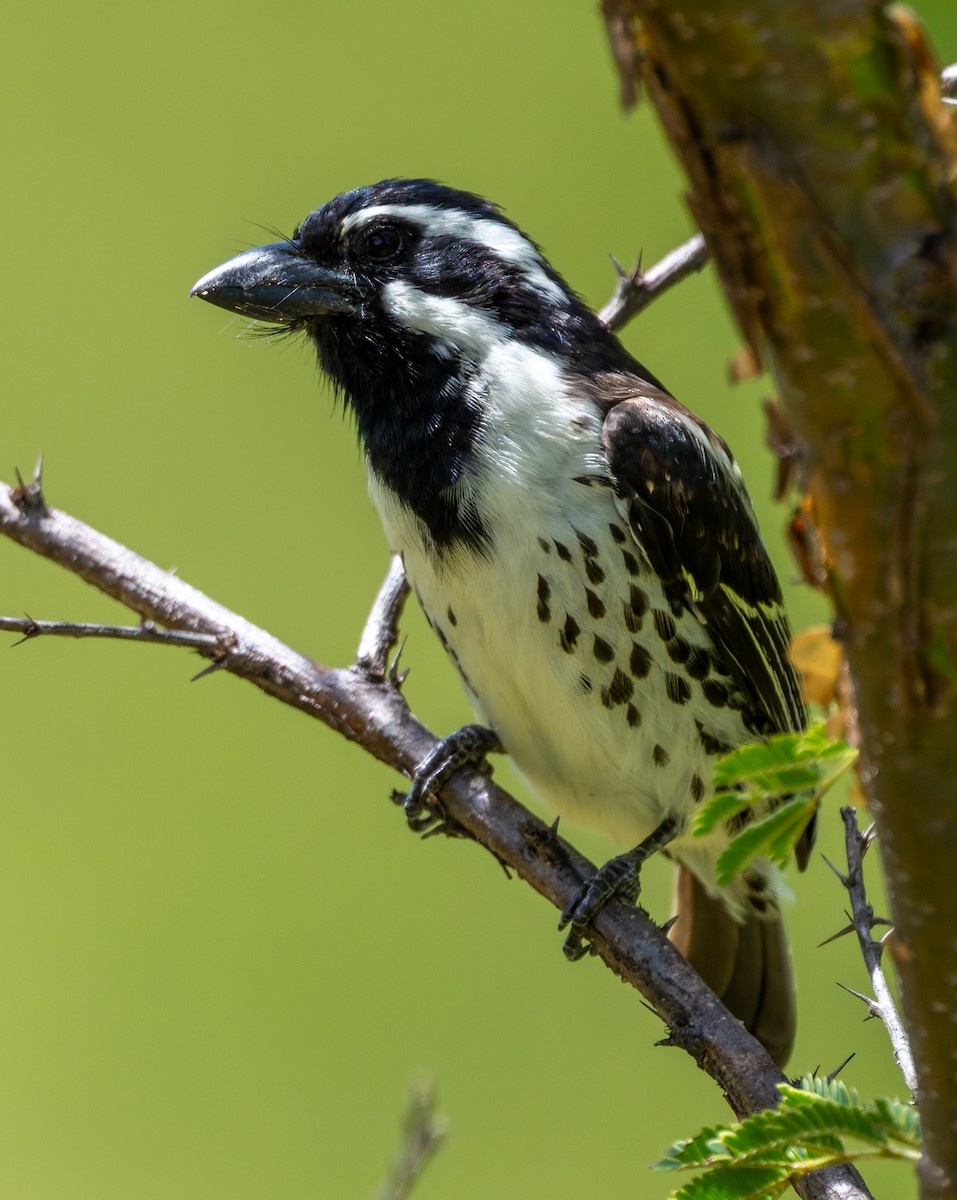 Spot-flanked Barbet - ML659073132