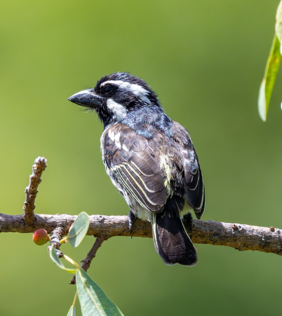 Spot-flanked Barbet - ML659073133