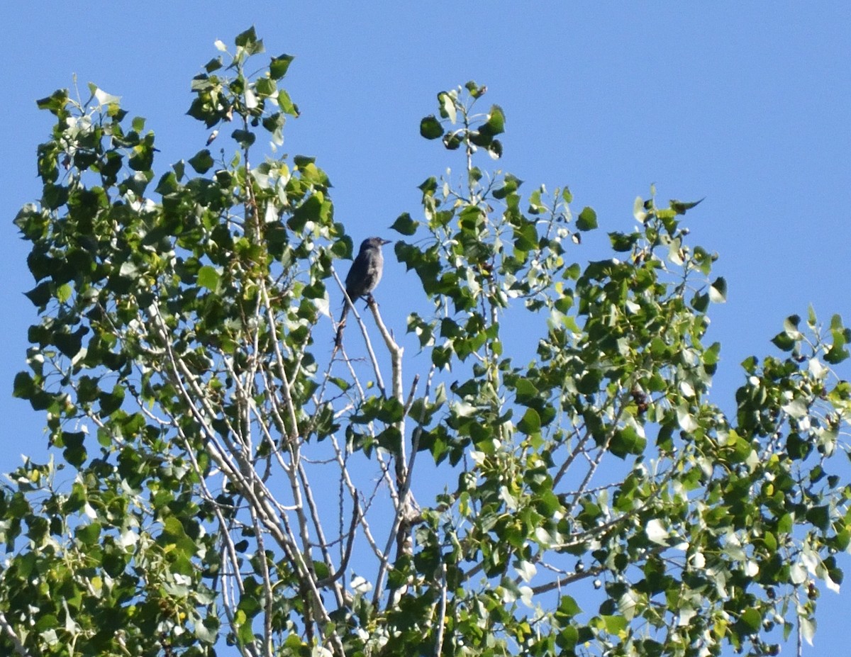 Woodhouse's Scrub-Jay - ML659073293