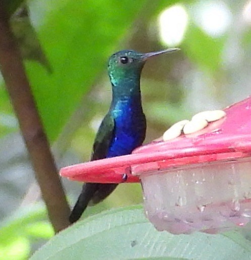 Violet-bellied Hummingbird - ML659073371
