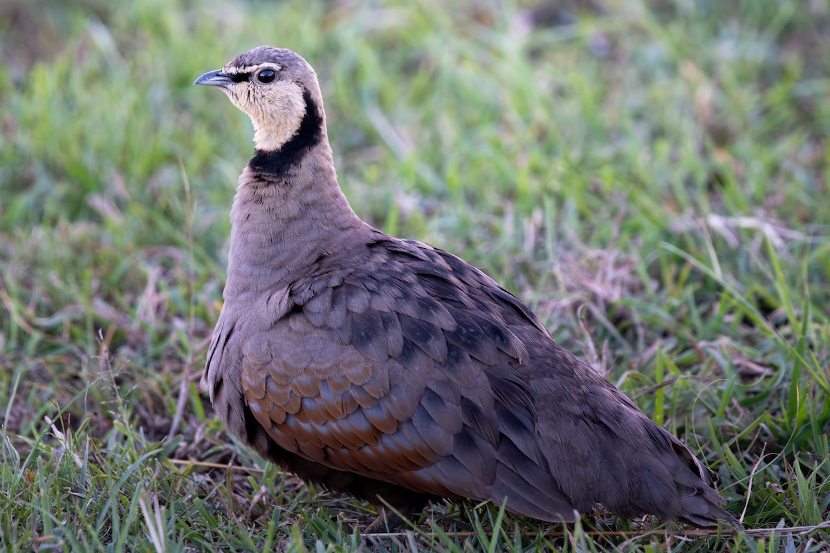 Yellow-throated Sandgrouse - ML659073462