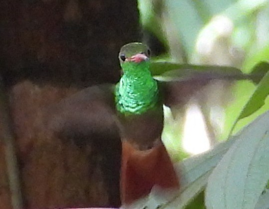 Rufous-tailed Hummingbird - ML659073493