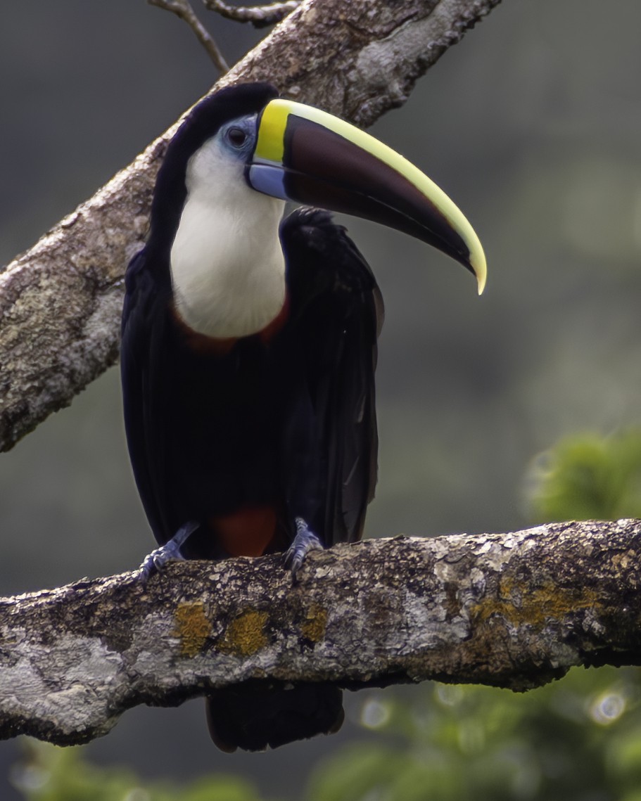 Toucan à bec rouge - ML659074020