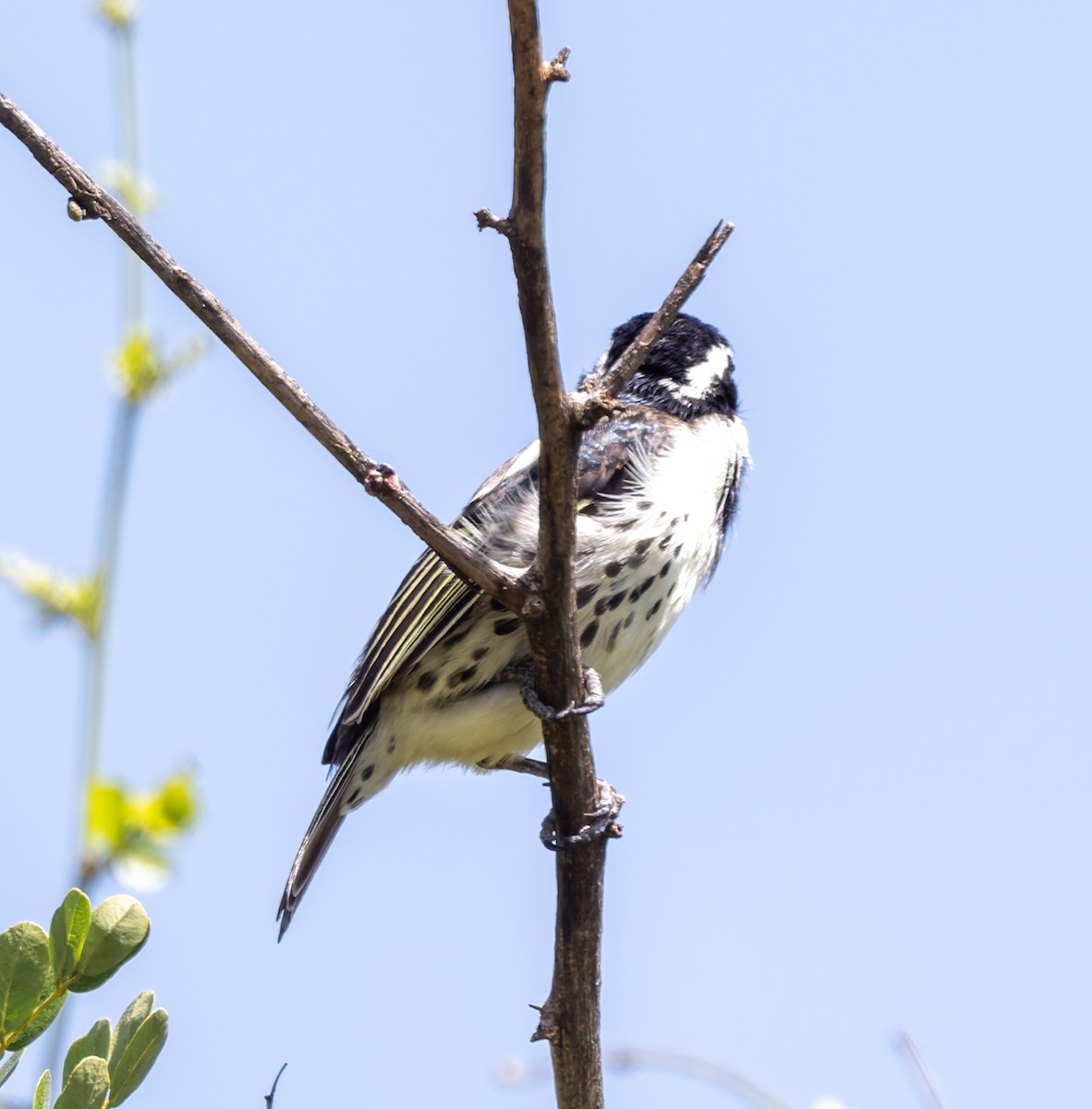 Spot-flanked Barbet - ML659074081