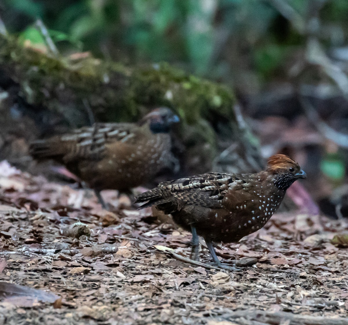 Spotted Wood-Quail - ML659076156