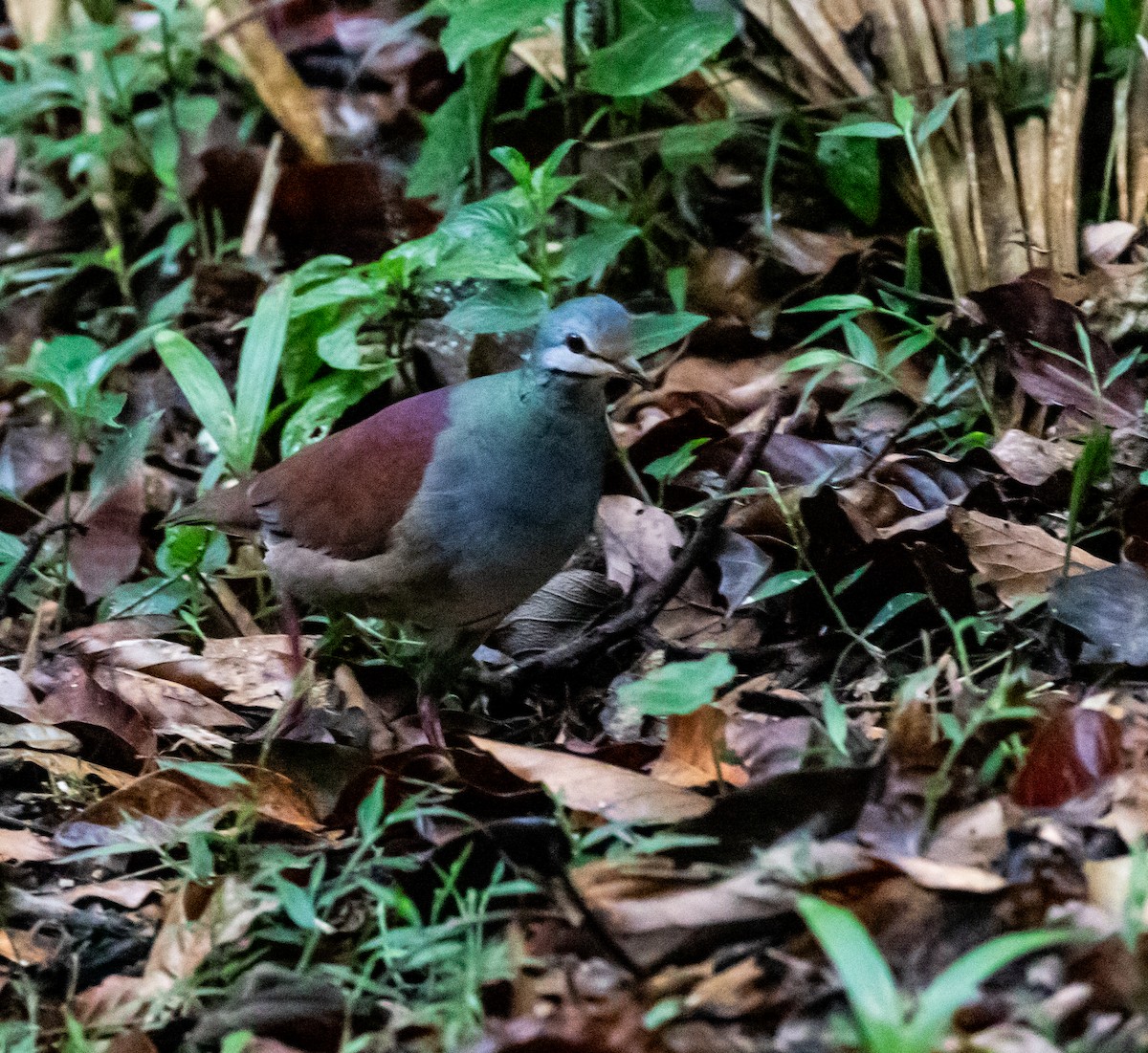 Buff-fronted Quail-Dove - ML659076163