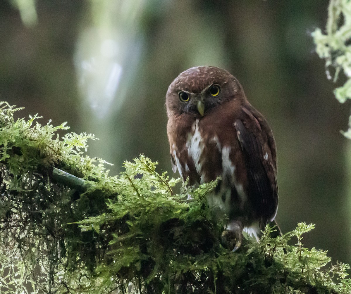 Costa Rican Pygmy-Owl - ML659076192