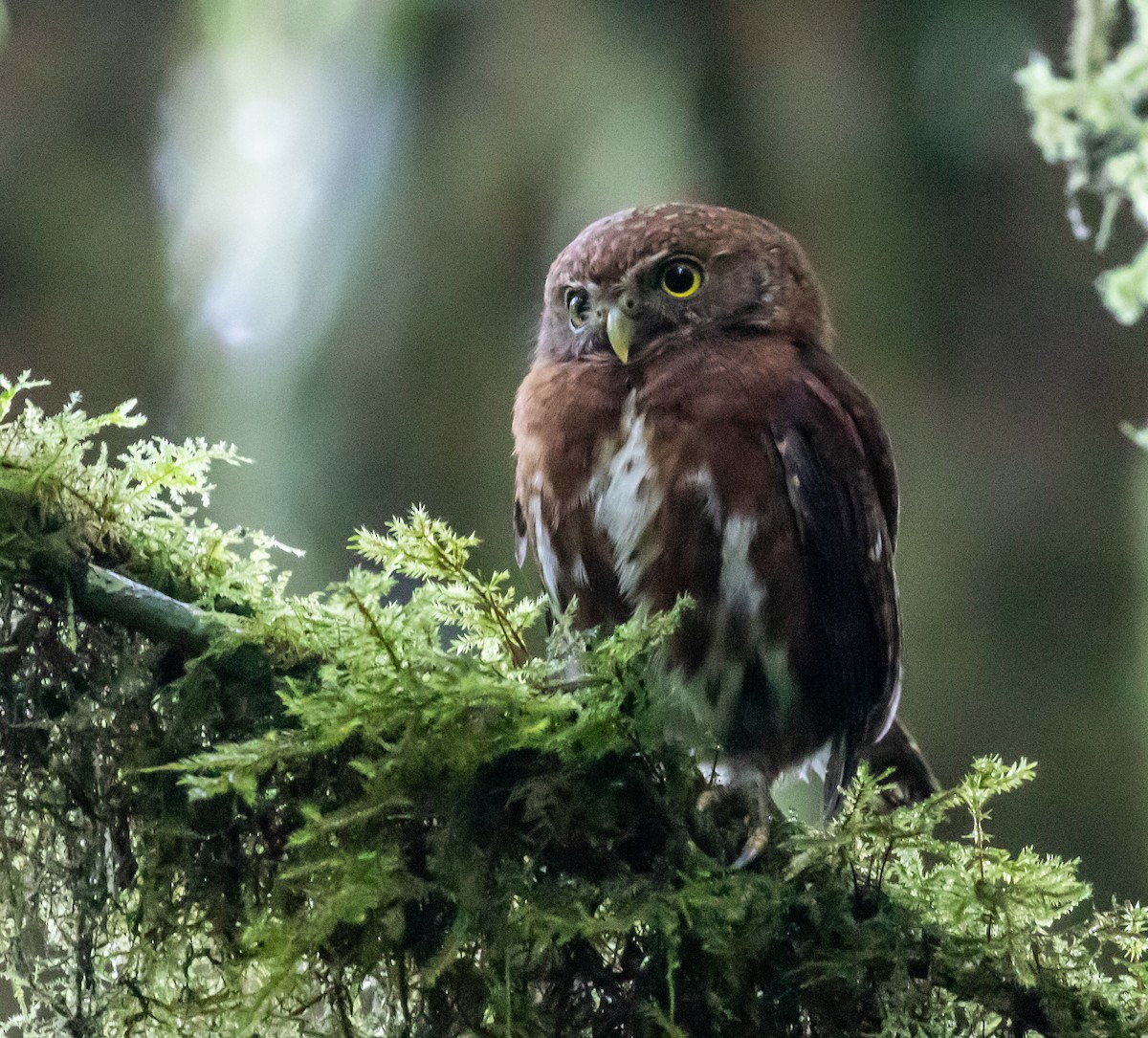 Costa Rican Pygmy-Owl - ML659076194