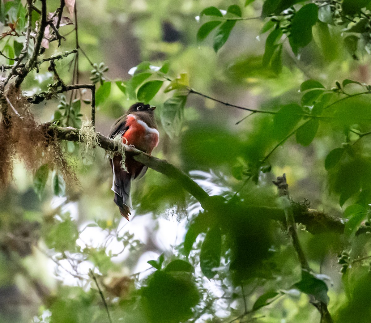 Collared Trogon - ML659076202